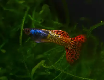 Red Lace Metal Head Guppy, View more