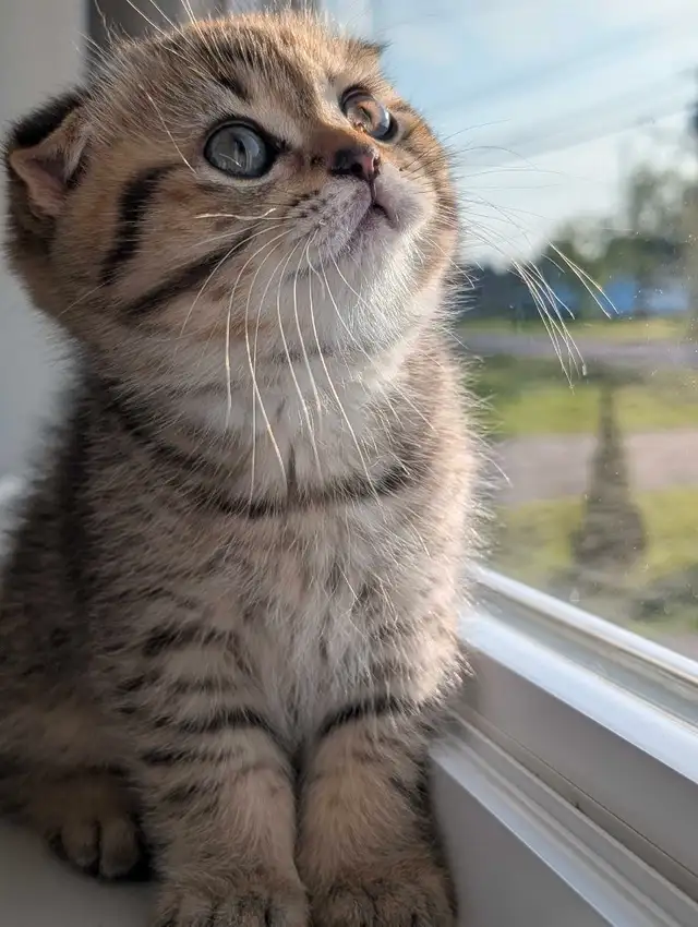 Scottish fold X British Shorthair Kittens in Cats & Kittens for Rehoming in Moncton - Image 8
