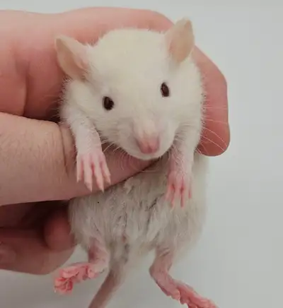 FEMALE Fancy Rat Pups | London/St. Thomas, View more