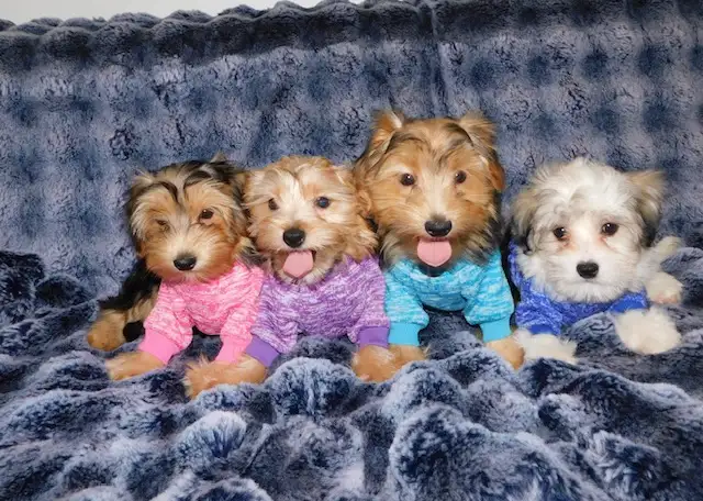 Morkie puppies mixe in Dogs & Puppies for Rehoming in City of Toronto - Image 4