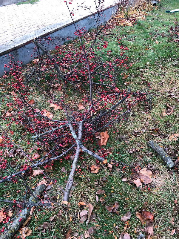 Large crab apple branches in Small Animals for Rehoming in Kitchener / Waterloo - Image 4