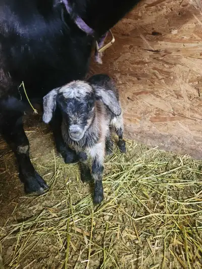 Goat disbudding /hoof trimming , View more