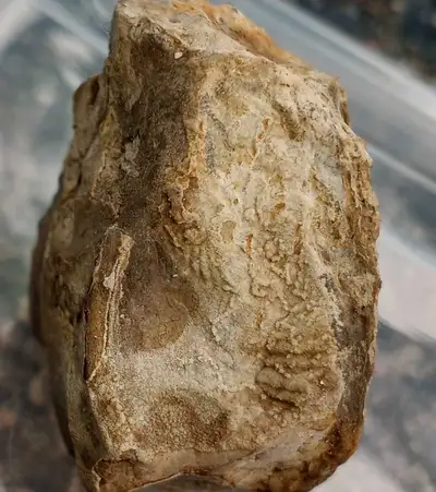 450 Million Years Old., View more