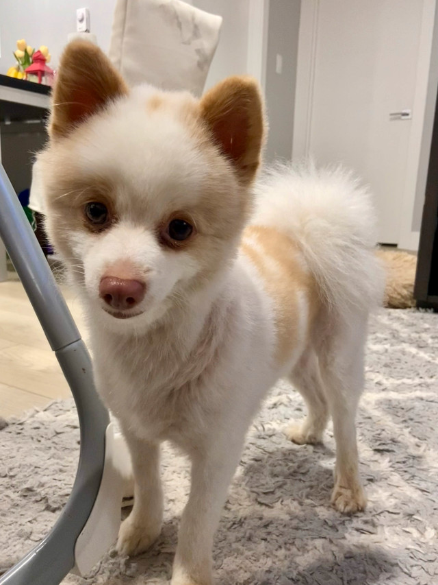 Pomeranian dog in Dogs & Puppies for Rehoming in Saskatoon
