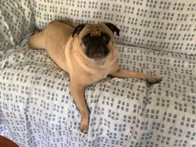 PET SITTER Schedule as of MARCH 2025 Dates listed below, are NOT AVAILABLE. I am available to pet si...