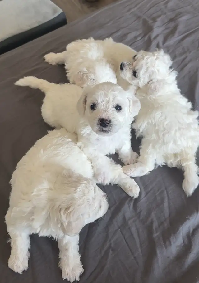 Adorable pur bichon frise puppies look for new home in Dogs & Puppies for Rehoming in Winnipeg - Image 9