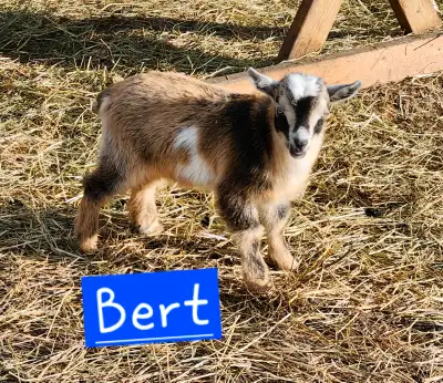 Nigerian dwarf goat  bucklings, View more