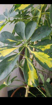Umbrella tree plant