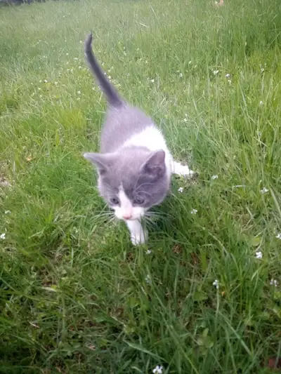 Chatons recherche une famille, View more