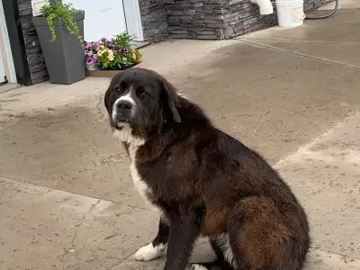 Large male dog, View more