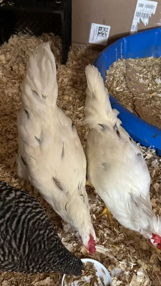 2 Free roosters to good home  in Livestock in Annapolis Valley - Image 4