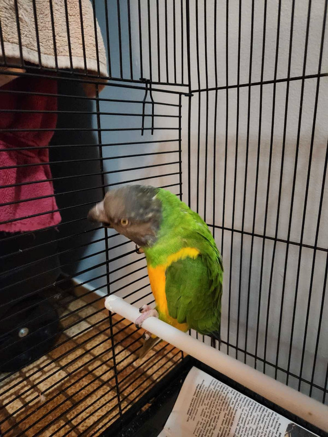 Senegal talking parrot in Birds for Rehoming in Strathcona County - Image 3