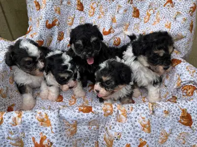 Toy poodles, View more