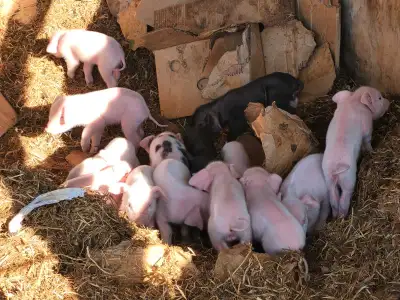 bred gilts , View more