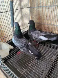 Pakistani Pigeon 