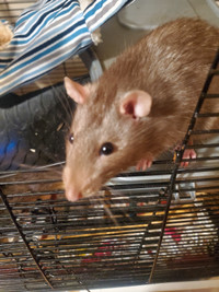 Rehoming male fancy rat