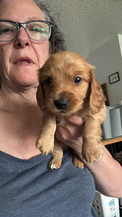 Pure bread miniature dachshund puppies. Henna & Nix DOB May 11 ready to go July 6. 1 long haired gir...