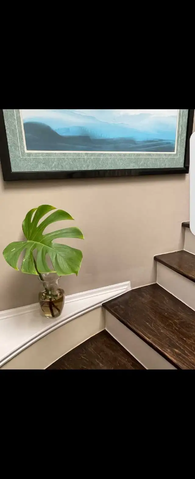 Monstera Albo Plant in Plants, Fertilizer & Soil in City of Toronto - Image 3