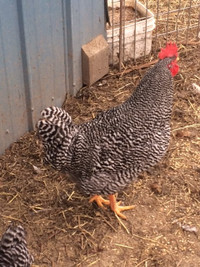 Plymouth Barred Rock Hatching Eggs
