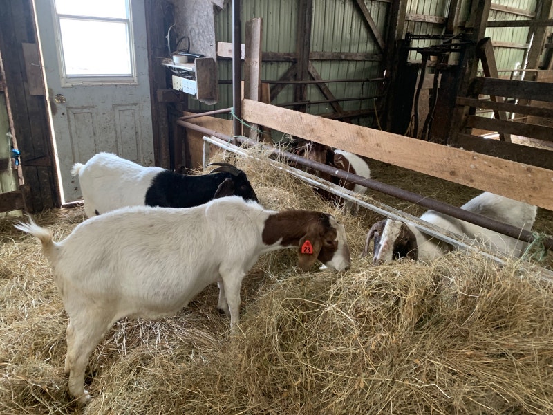 Boer goats Livestock Cape Breton Kijiji
