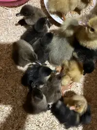 Day old ducklings