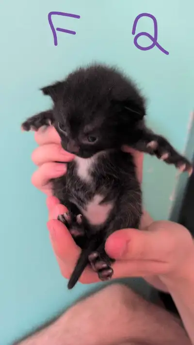 6 bébés chats ! Née le 21 mai 2025. Il seront prêts dans 1 mois et 2 semaines. 2 tigres et 4 noirs....