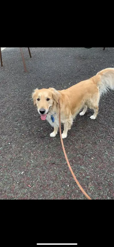 Experienced Dog Walking/Training/Playing, View more