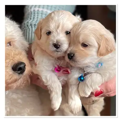 ❤️❤️ Gorgeous Maltipoo Puppies ❤️❤️, View more