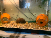 Cichlids for sale