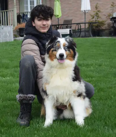 CKC registered Australian Shepherd puppies, View more