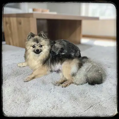 Quality Toy Pomeranian Male Puppies, View more