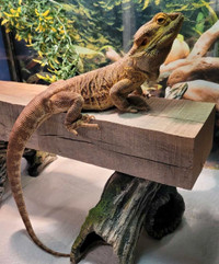 Friendly Bearded Dragon with everything 