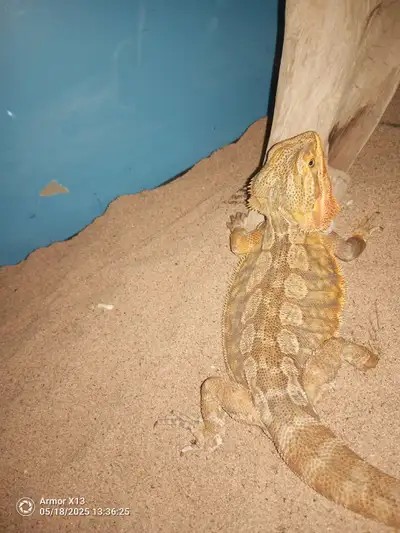 Super a manipuler adort les enfant il a 2 ans peut venir avec son vivarium et tout équiper avec surp...