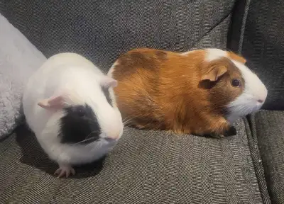 Two bonded male guinnea pigs to a good home. Aprox 2 year old brothers. Jaques is white with black m...