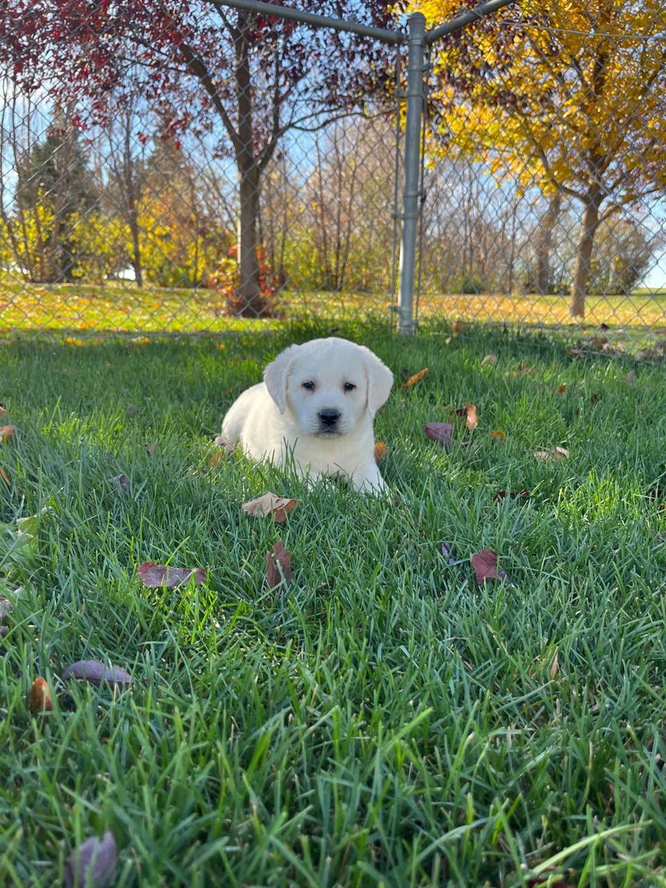WHITE ENGLISH LAB RETRIEVER PUPPIES READY TO GO | Dogs & Puppies for ...