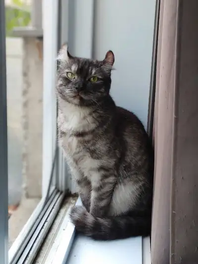Chat femelle de 3ans à vendre, View more