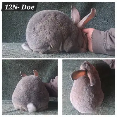 Gorgeous Rex Rabbits, View more