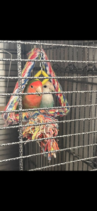Lovebirds including the cage