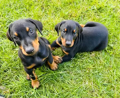 New born Doberman puppies, View more