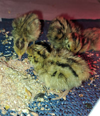 Coturnix quail chicks and hatching eggs