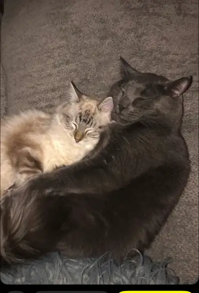 Ragdoll and Russian Blue for sale, View more