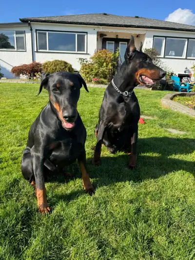 Male Doberman (German) 4 yrs old, View more