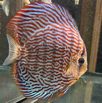 8 inch snakeskin discus for sale 