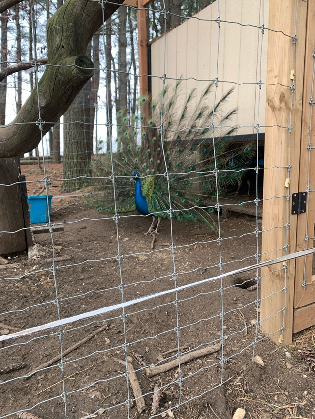 Peacocks for sale in Birds for Rehoming in Woodstock