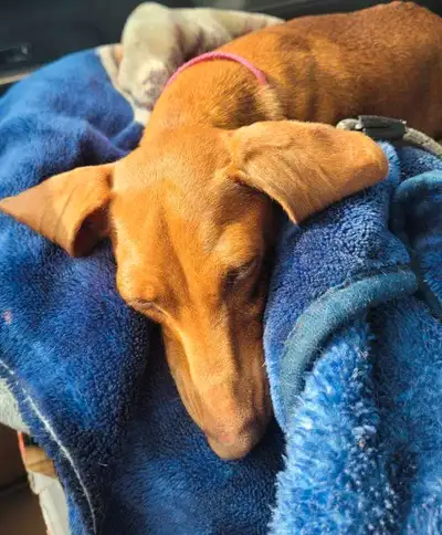 Adult mini Dachshund girl, View more