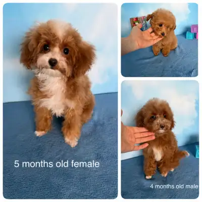 Purebred  Real Tiny Toy poodle puppies, View more