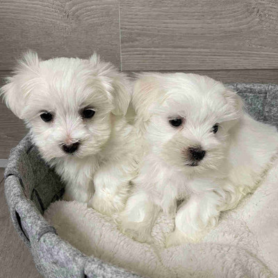 Adorable Maltese puppies 