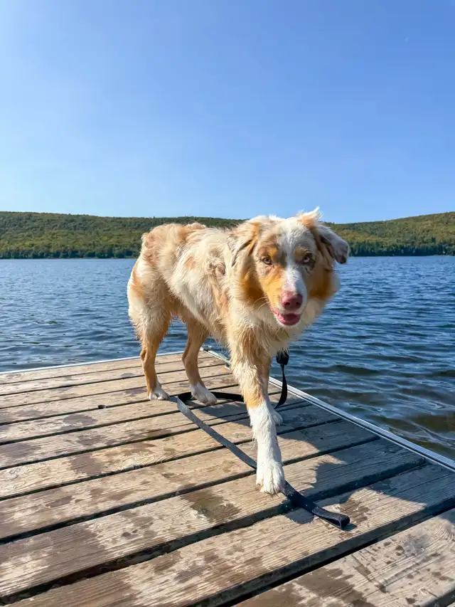 chien a vendre  in Other in Rimouski / Bas-St-Laurent - Image 4