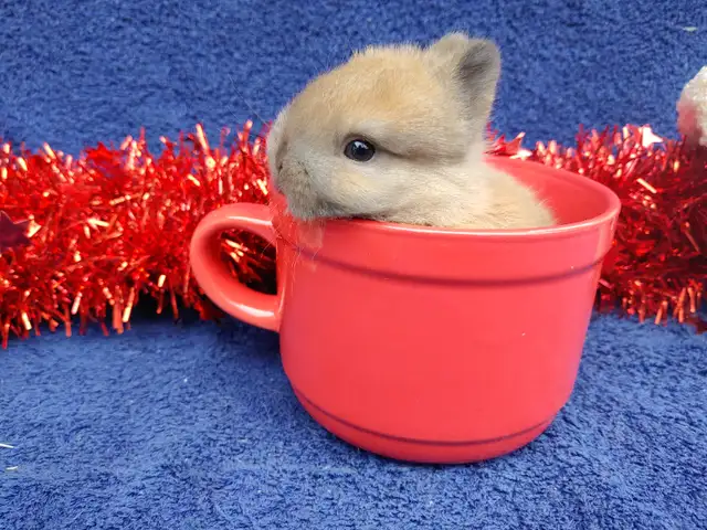 Bébés lapins nains béliers hollandais * baby Holland lop bunnies in Small Animals for Rehoming in City of Montréal - Image 10