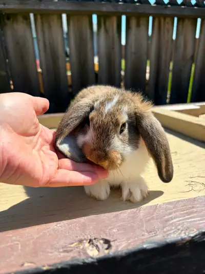 French lop male baby bunny/rabbit, View more